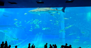 20221029_社員旅行⑧美ら海水族館